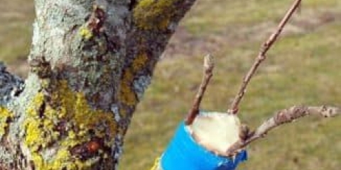 Šta se može nakalemiti na trešnje - 9 stabala, kako kalemiti bubreg i kada